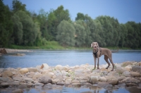 Picture of Happy silver hungarian vizsla standing on a river shore