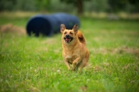 Picture of happy small mongrel dog running in the grass