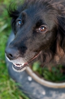 Picture of happy Sprollie (collie/ english springer spaniel cross)