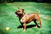 Picture of happy staffordshire bull terrier bitch with ball