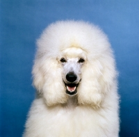 Picture of happy standard poodle head shot