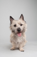Picture of Happy wheaten Cairn terrier on gray studio background.
