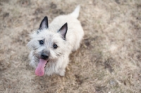 Picture of Happy wheaten Cairn terrier sitting on brown grass.