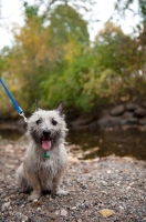 Picture of Happy wheaten Cairn terrier sitting in front of creek on rocks.