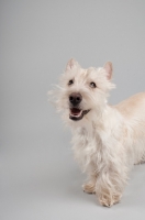 Picture of Happy wheaten Scottish Terrier in studio on grey background.