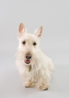 Picture of Happy wheaten Scottish Terrier in studio on grey background.