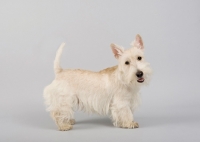 Picture of Happy wheaten Scottish Terrier in studio on grey background.