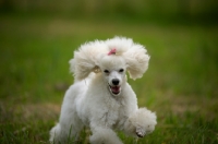 Picture of happy white miniature poodle running in the grass