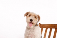Picture of happy wire Fox Terrier on chair