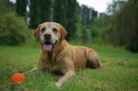 Picture of happy yellow labrador retriever resting in the grass 