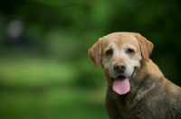 Picture of happy yellow labrador retriever