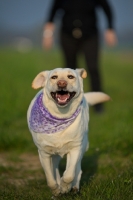 Picture of happy yellow labrador wearing a bandana and running, owner in the background