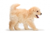 Picture of happy yellow Puli puppy on white background