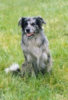 Picture of Harleguin Pyrenean Sheepdog