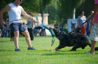 Picture of Harlequin Beauceron attacking