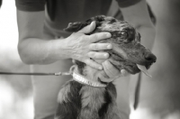 Picture of harlequin Beauceron puppy petted heavily by a woman