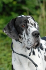 Picture of harlequin great dane portrait