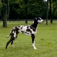 Picture of harlequin great dane standing in a field, summerdale nixie