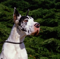 Picture of harlequin great dane with cropped ears
