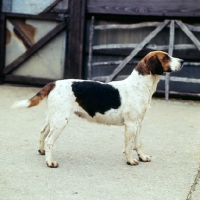 Picture of harrier in an enclosure at hunt kennels