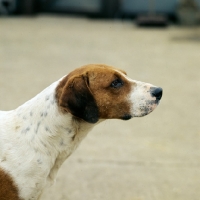 Picture of harrier, portrait