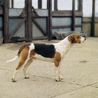 Picture of harrier standing in a enclosure at hunt kennels