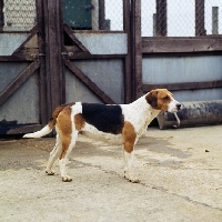 Picture of harrier standing in a enclosure at hunt kennels