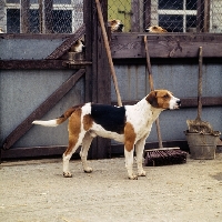 Picture of harrier standing in a enclosure at hunt kennels