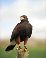 Picture of Harris Hawk perched on pole