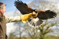 Picture of Harris Hawk