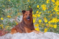 Picture of Harzer Fuchs near flowers