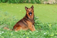 Picture of Harzer Fuchs sitting down