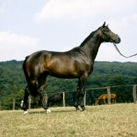 Picture of hassadeur, trakehner  stallion at gestÃ¼t webelsgrÃ¼nd