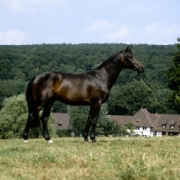 Picture of hassadeur, trakehner  stallion