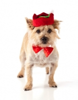 Picture of hat, Christmas, bowtie, bow tie, red