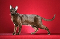 Picture of Havana brown cat standing on red background