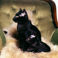 Picture of havana cat and kitten on a velvet chair