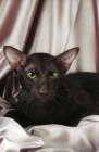 Picture of havana cat on fabric
