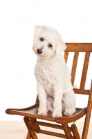 Picture of Havanese mix on chair