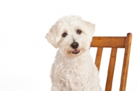 Picture of Havanese mix