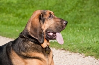 Picture of head and shoulder  shot of Bloodhound dog lying on gravel road with grass in background