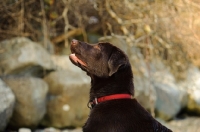 Picture of Head and shoulder shot of chocolate lab looking up.