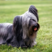 Picture of head and shoulder shot of skye terrier