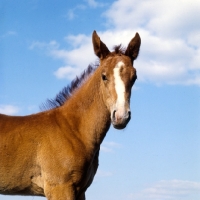 Picture of head and shoulders of Budyonny foal