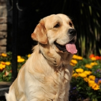 Picture of head and shoulders of golden retriever
