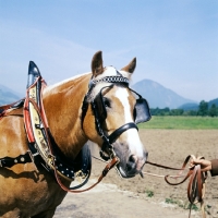 Picture of head and shoulders of Haflinger in harness in Austria