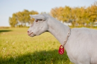 Picture of head and shoulders of white Saanen dairy goat wearing collar 