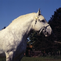 Picture of head and shoulders shot of aramis, boulonnais stallion