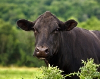 Picture of Head and shoulders shot of Black Angus Cow looking at Camera.

