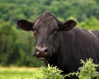 Picture of Head and shoulders shot of Black Angus Cow looking at Camera.
